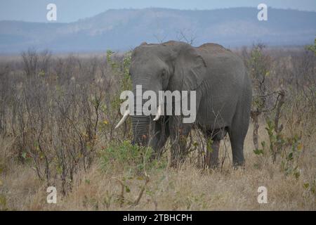 Majestätischer afrikanischer Elefant mit wunderschönen Elfenbeinstoßzähnen, die den trockenen Busch veld begehen. Stockfoto