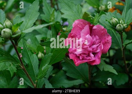 Hibiscus Syriacus Freedom, Rose der Sharon Freedom, gekräuseltes Aussehen lebendige rosa Doppelblumen Stockfoto