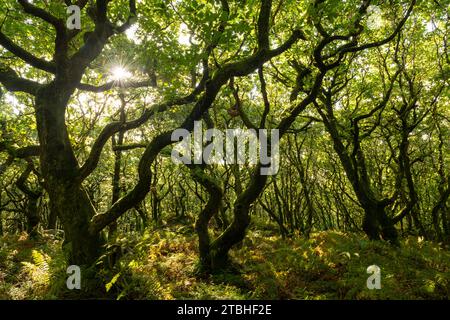 Laubbäume wachsen über dem Dowsborough Hill Fort in den Quantocks, Somerset, England. Herbst (September) 2023. Stockfoto