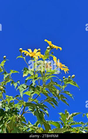 Mexikanische Sonnenblume oder Ringelblume (Tithonia diversifolia) und blauer Himmel in Teresopolis, Rio de Janeiro, Brasilien Stockfoto