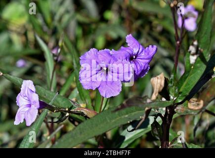 Mexikanische Petunie oder mexikanische Blauglocke (Ruellia simplex) im Garten in Teresopolis, Rio de Janeiro, Brasilien Stockfoto