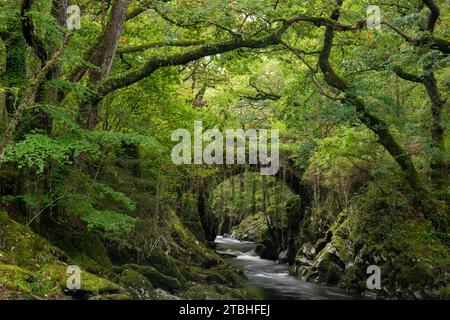 Römische Brücke, umgeben von Wäldern in der Nähe des Dorfes Penmachno in der Nähe von Betws-y-Coed, Snowdonian National Park, Wales, Großbritannien. Herbst (Oktober) 2023. Stockfoto