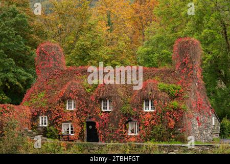 Traditionelles walisisches Ferienhaus in Virginia Creeper, Llanwrst, Snowdonia National Park, Wales, Großbritannien. Herbst (Oktober) 2023. Stockfoto