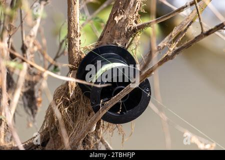 Eine Spule von Angelschnur, die in den Ästen eines Baumes am Ufer eines Flusses befestigt ist Stockfoto