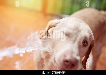 Thema Hundehygiene. Waschen des labrador Hundes mit Wasserstrahl aus nächster Nähe Stockfoto