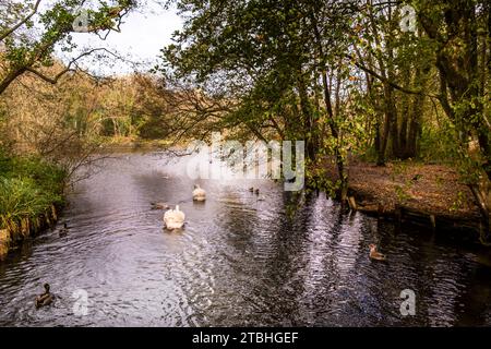 Der See im Tehidy Woods Country Park in Cornwall, Großbritannien. Stockfoto