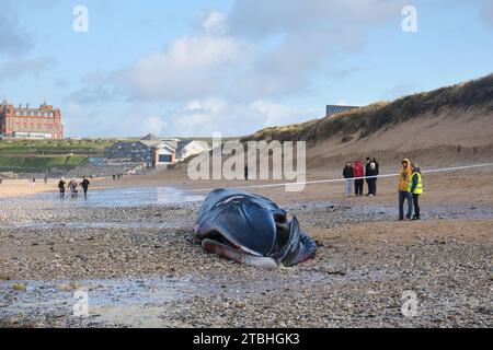 Der Kadaver des 16 Meter langen Finnwals Balaenoptera physalis wurde am Fistral Beach in Newquay in Cornwall im Vereinigten Königreich angespült. Stockfoto