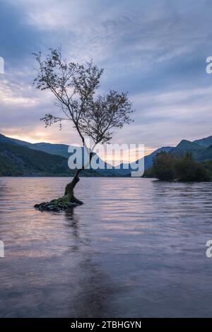 Einsamer Baum auf Llyn Padarn at Dawn, Llanberis, Snowdonia National Park, Wales, Großbritannien. Herbst (Oktober) 2023. Stockfoto