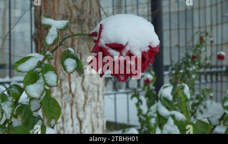 Rot verwelkte Rose in der Kälte unter dem Schnee Stockfoto