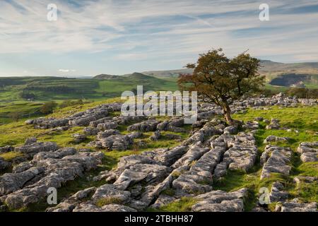 Einsamer, windgepeitschter Weißdornbaum auf einem Kalksteinpflaster bei Winskill Stones, in der Nähe von Settle in den Yorkshire Dales, England. Herbst (Oktober) 2023. Stockfoto