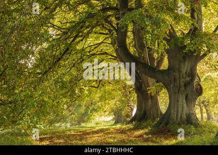 Sonnendurchflutete herbstliche Buchen in der Nähe von Badbury Rings, Dorset, England. Herbst (Oktober) 2023. Stockfoto