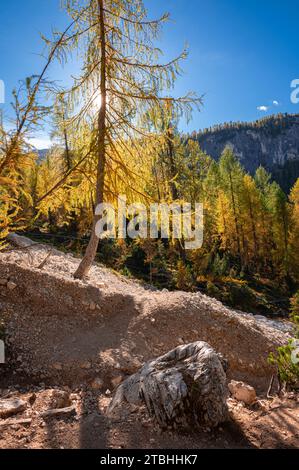 Goldene Lärche auf felsigem Gelände Stockfoto