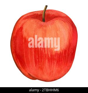 Aquarellabbildung. Reifer roter Apfel, handgezeichnet in Aquarell auf weißem Hintergrund. Geeignet zum Bedrucken auf Stoff und Papier, für Küchen Stockfoto