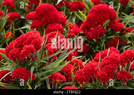 cockscomb sind interessante Zierpflanzen, ähnlich in Form und Verwendung zu Amaranth. Sie werden aufgrund ihrer hühnenkamm-ähnlichen Farbe A Cremtree genannt Stockfoto