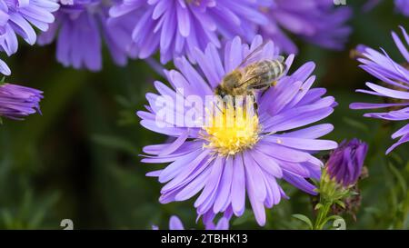 Biene auf violetten Astern im Herbst Stockfoto