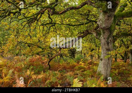 Laubwälder in Herbstfarben, Dartmoor, Devon, England. Herbst (November) 2023. Stockfoto