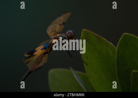 Libellen im Park in Ho Chi Minh City Stockfoto