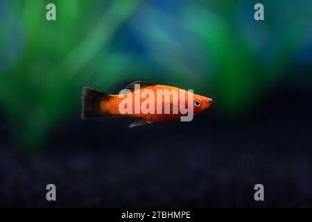Nahaufnahme des hellrot-orangen Platy Fish in dunklem Aquarium Stockfoto