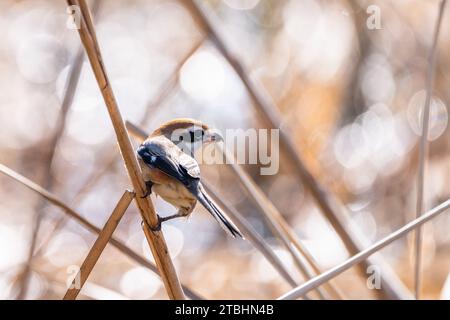 Vögel, die ich bei einem Spaziergang im Gyeongancheon Ecological Park bei dem kalten Wetter im späten Herbst traf. Stockfoto