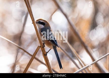 Vögel, die ich bei einem Spaziergang im Gyeongancheon Ecological Park bei dem kalten Wetter im späten Herbst traf. Stockfoto