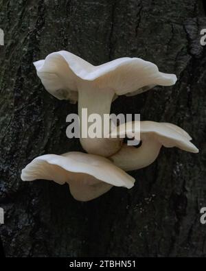 Nahaufnahme von drei Ulmenausternpilzen, die auf einem Baum wachsen Stockfoto