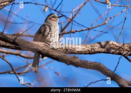 Vögel, die ich bei einem Spaziergang im Gyeongancheon Ecological Park bei dem kalten Wetter im späten Herbst traf. Stockfoto