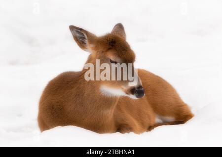 Nahaufnahme von Weißwedelhirschen im Schnee (Version 2) Stockfoto