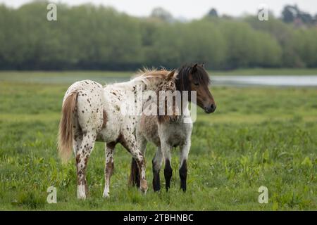 Frei herumlaufende Wildpferde Fohlen auf Port Meadow, Oxford, Oxfordshire, England, Vereinigtes Königreich Stockfoto