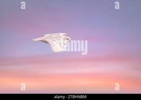Nahaufnahme von Snowy Owl, der durch den pastellfarbenen Himmel fliegt Stockfoto