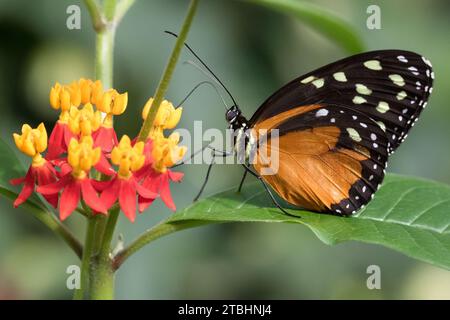 Nahaufnahme eines fettenden Schmetterlings auf grünem Blatt, der Nektar von Blumen schlürft Stockfoto