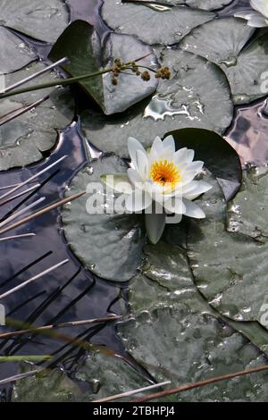 Weiße Nymphea Stockfoto