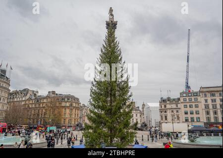 London, Großbritannien. Dezember 2023. Abschluss des norwegischen Weihnachtsbaums am Trafalgar Square an einem feuchten und bewölkten Tag. Der Baum wird am Abend des 7. Dezember beleuchtet. Quelle: Malcolm Park/Alamy Live News Stockfoto