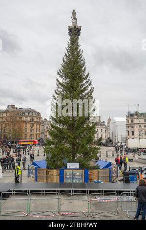 London, Großbritannien. Dezember 2023. Abschluss des norwegischen Weihnachtsbaums am Trafalgar Square an einem feuchten und bewölkten Tag. Der Baum wird am Abend des 7. Dezember beleuchtet. Quelle: Malcolm Park/Alamy Live News Stockfoto