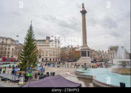 London, Großbritannien. Dezember 2023. Abschluss des norwegischen Weihnachtsbaums am Trafalgar Square an einem feuchten und bewölkten Tag. Der Baum wird am Abend des 7. Dezember beleuchtet. Quelle: Malcolm Park/Alamy Live News Stockfoto