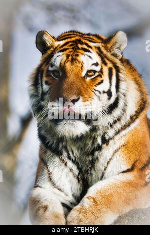 Gefährdeter Amur-Tiger-Kopfschuss. Stockfoto