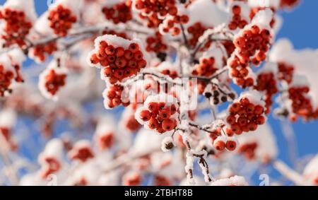 Schließen Sie herauf Bündel roter Beeren auf Zweigen des vogelbaums bedeckt von Schnee auf hellem winterblauem Himmel Hintergrund. Ansicht von unten. Aufnahmen mit niedrigem Winkel. Selektiv Stockfoto