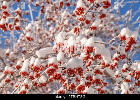 Zweige des vogelbaums mit roten Beeren bedeckt durch Schnee auf hellem sauberem winterblauem Himmel Hintergrund. Schönheit in der Natur. Horizontale Ausrichtung. Untere V Stockfoto