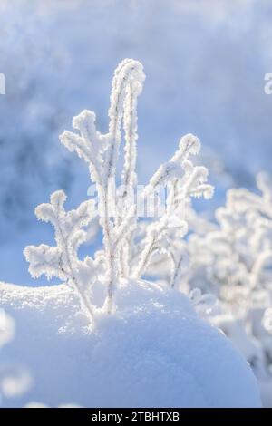 Schicke Winterlandschaft aus nächster Nähe. Vollständig verschneite Zweige im Sonnenlicht auf Schnee auf hellblauem, verschwommenem Winterhintergrund. Schönheit in der Natur. Die Magie von wi Stockfoto