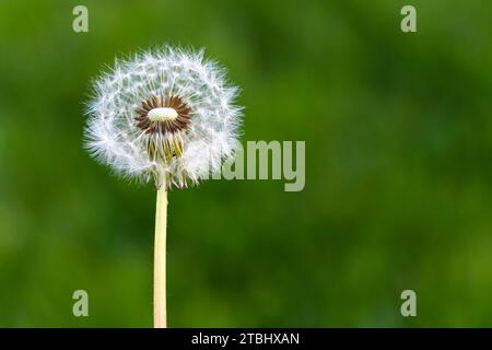 Nahaufnahme des Löwenzahns (Taraxacum) mit grünem Hintergrund im Frühling Stockfoto