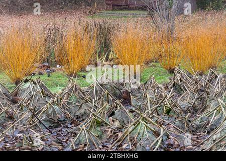 Blick auf den Wintergarten der Savill Gardens, Surrey Berkshire Border, England, Großbritannien, im Dezember, mit farbenfrohen Hartwoldern und Gunnera manicata Stockfoto
