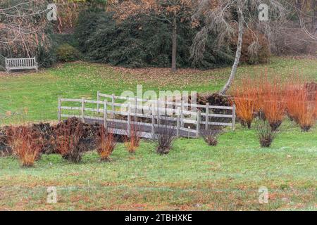 Blick auf den Wintergarten der Savill Gardens, Surrey Berkshire Border, England, Großbritannien, im Dezember, mit farbenfrohen Hundehölzern Stockfoto