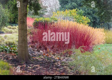 Blick auf den Wintergarten der Savill Gardens, Surrey Berkshire Border, England, Großbritannien, im Dezember, mit farbenfrohen Hundehölzern Stockfoto