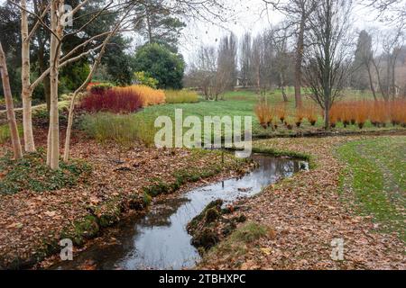 Blick auf den Wintergarten der Savill Gardens, Surrey Berkshire Border, England, Großbritannien, im Dezember, mit farbenfrohen Hundehölzern Stockfoto