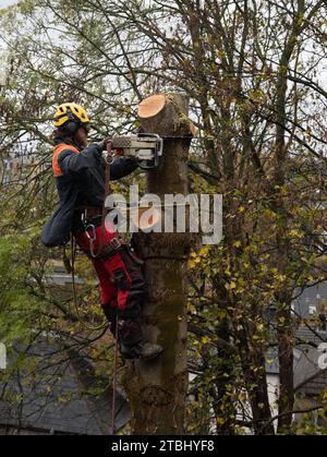 Bauschirurg bei der Arbeit mit einer Kettensäge auf einem Baum. Er trägt einen Sicherheitsgurt und einen Schutzhelm Stockfoto