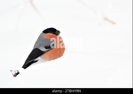 Pyrrhula pyrrhula aka eurasischer Bullfink männlich. Der schöne bunte Vogel aus Tschechien sucht im Schnee Nahrung. Stockfoto