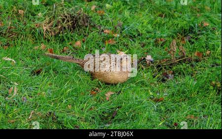 Phasianus colchicus ist in der Nähe von Arthur Seat in Edinburgh, Schottland, Großbritannien, verbreitet Stockfoto