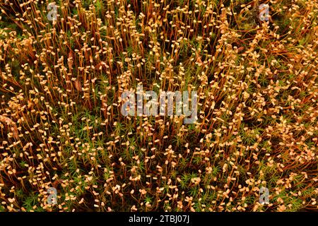 Die Haarmütze (Polytrichum commune) ist eine kosmopolitische Moosart. Kapseln (Sporangia) Detail. Dieses Foto wurde in Schweden aufgenommen. Stockfoto
