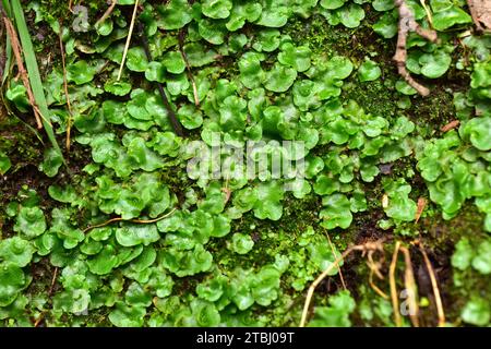 Halbmondbecher-Lebermoos (Lunularia cruciata oder Selenia cruciata). Dieses Foto wurde in Gastelugatxe, Vizcaya, Euskadi, Spanien aufgenommen. Stockfoto