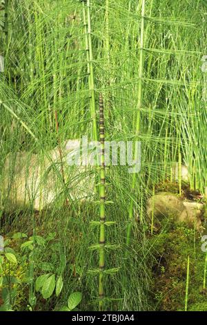 Der Riesenachsetail (Equisetum giganteum) ist ein im tropischen Amerika heimischer Schachtelhalm. Stockfoto