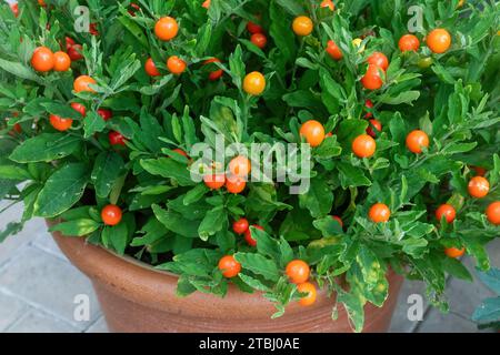 Solanum pseudocapsicum „Thurino“-Pflanze mit Orangenfrüchten oder Beeren im Topf, auch Weihnachtskirsche oder Madeira-Winterkirsche genannt Stockfoto